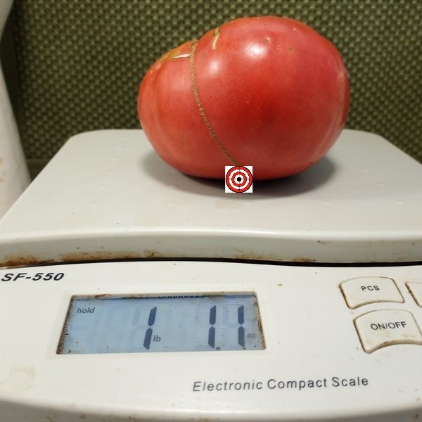 Sudduth Brandywine Tomato
