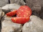 Brandywine Sudduth Tomato Heirloom Tomatoes.