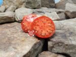 Bruzua 47 Tomato Rare Tomatoes