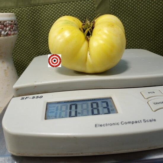 Bugtussle Buttermilk Wonder Tomato