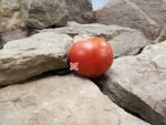 Caney Family Red Tomato Seeds