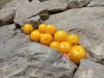 Cereza Amarilla Tomato Seeds