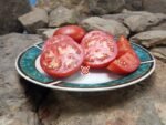 Chalk's Early Jewel Tomato Heirloom Tomatoes