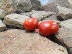 Chalk's Early Jewel Tomato Red Tomatoes