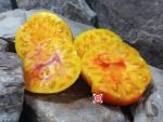 Cherokee Bicolored Tomatoes.