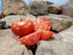 Clematz Tomato Heirloom Tomatoes