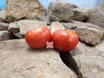 Clematz Tomato Seeds