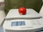 Cleoparta Tomato
