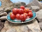 Cleoparta Tomato Salad Tomatoes