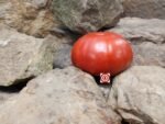 Colossal King Tomato Seeds