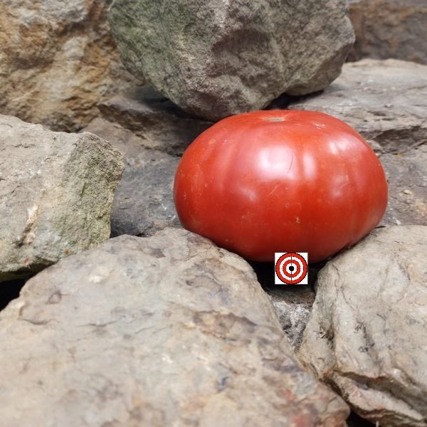 Colossal King Tomato Seeds