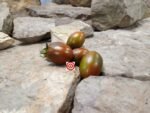 Cookie Select Tomato