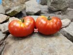 Crimson Cushion Tomato Beefsteak Tomatoes