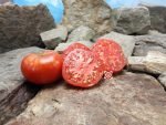 Crimson Cushion Tomato Heirloom Tomatoes