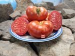 Crimson Cushion Tomato Red Tomatoes