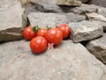 Csereznyeakaku Cherry Tomato