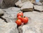 Csereznyeakaku Cherry Tomato Seeds