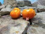 Dad's Sunset Tomato Seeds