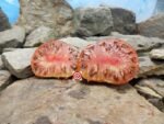 Dean's Chocolate Salty Balls Tomato Slicing Beefsteak Tomatoes