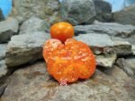 Dixie Golden Giant Orange Tomato