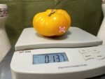 Dixie Golden Giant Yellow Tomato Sandwich Tomatoes