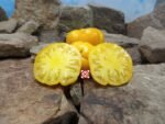 Dixie Golden Giant Yellow Tomato Seeds