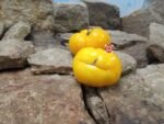 Dixie Golden Giant Yellow Tomato Yellow
