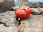 Dominico Tomato Giant Tomatoes