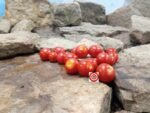Don Camillo and Peppone Tomato Cherry Tomatoes