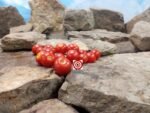 Don Camillo and Peppone Tomato Salad Tomatoes