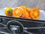 Dwarf Allure Tomato