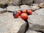 Dwarf Blaue Zimmertomate Micro Tomato