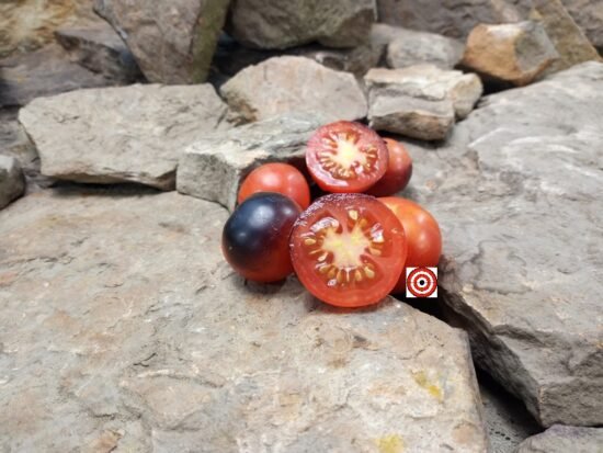 Dwarf Blaue Zimmertomate Micro Tomato Seeds