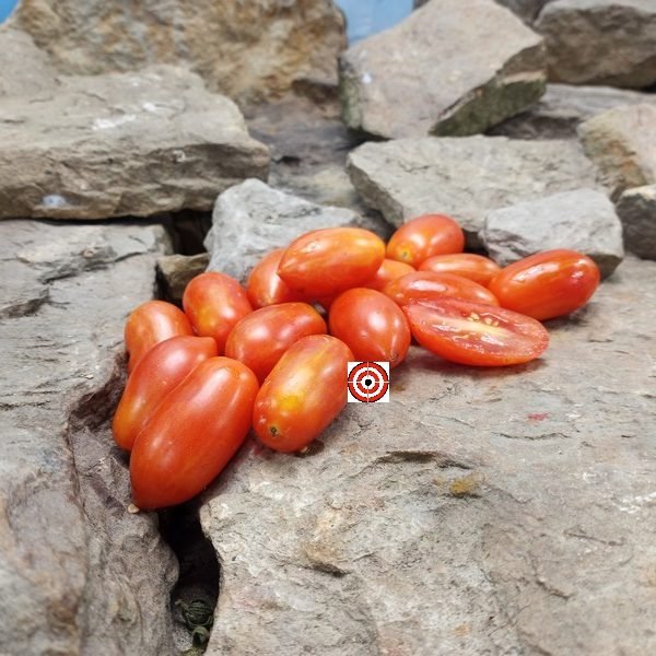 Dwarf Laura #5 Micro Tomato