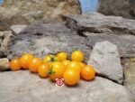 Dwarf Micro Orange Hat Tomato