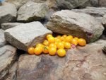 Dwarf Microberry Tomato