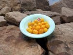 Dwarf Microberry Tomato - Image 3