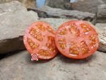 Dwarf Mongolian Tomato Seeds.