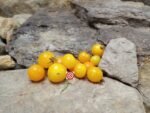 Dwarf Orange Hat Micro Tomato