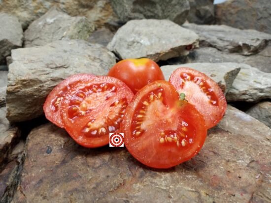 Dwarf Patio F3 Tomato