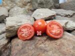 Dwarf Patio f3 Tomato Container Tomatoes