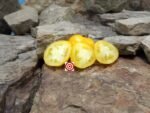 Dwarf Polish Yellow Tomato - Image 2