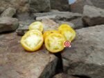 Dwarf Polish Yellow Tomato