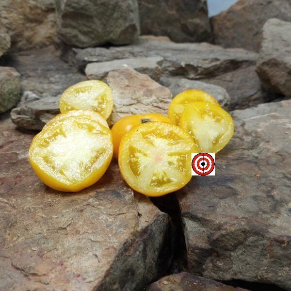 Dwarf Polish Yellow Tomato