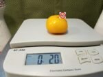 Dwarf Polish Yellow Tomato - Image 4