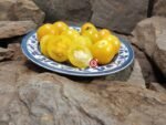 Dwarf Sunny's Pear Tomato.