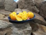 Dwarf Sunny's Pear Tomato Seeds.