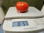 Dwarf Tanunda Red Tomato