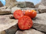 Dwarf Tanunda Red Tomato Seeds