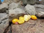 Early Ssubakus Aliana Tomato Seeds